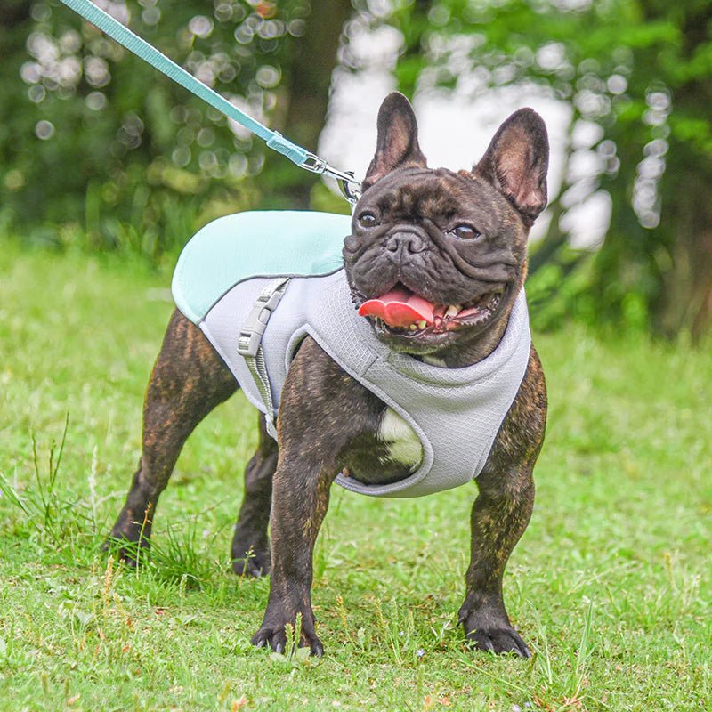 Cooling Vest for Pets - Fetch Pet Hub