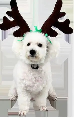 Headwear Accessories for Dogs and Cats - Fetch Pet Hub